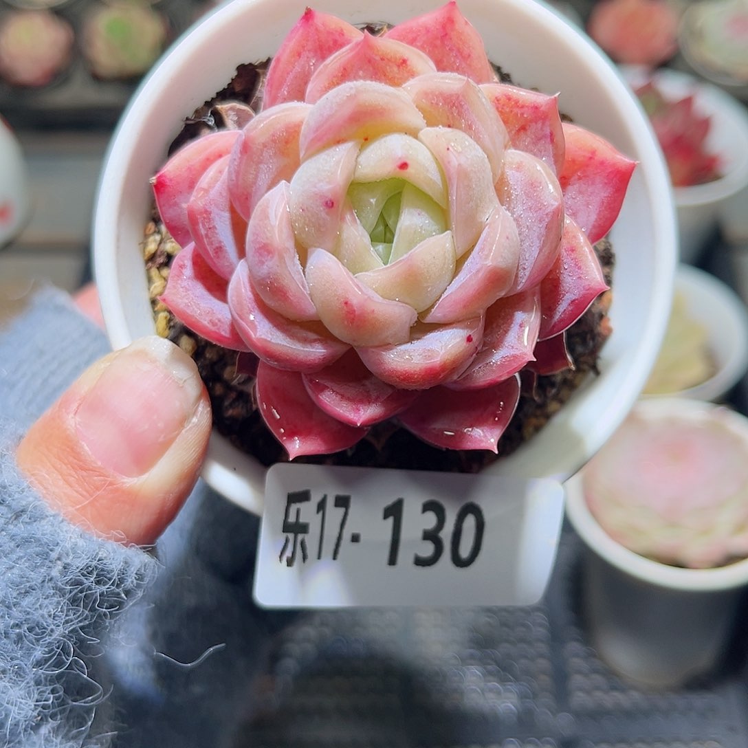 木乐17-130新品单头