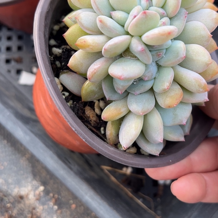 橙子多s朵朵缀多肉植物147