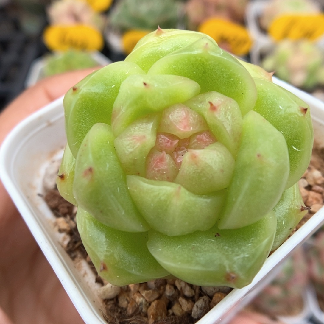 玉芷珍妮可拍966号 