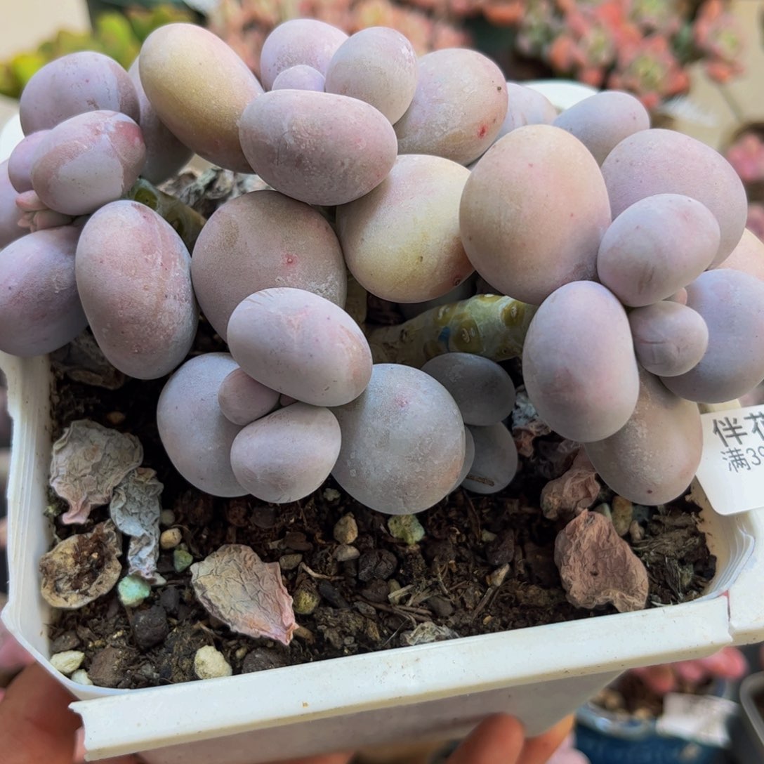 216/12cm水光针多肉植物