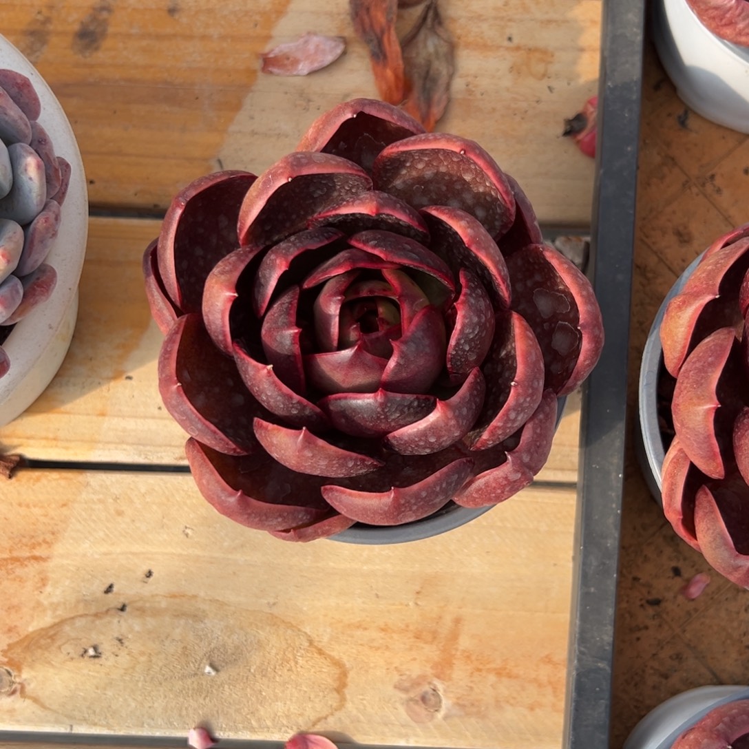 多肉单头红灯【非偏远满18包邮】