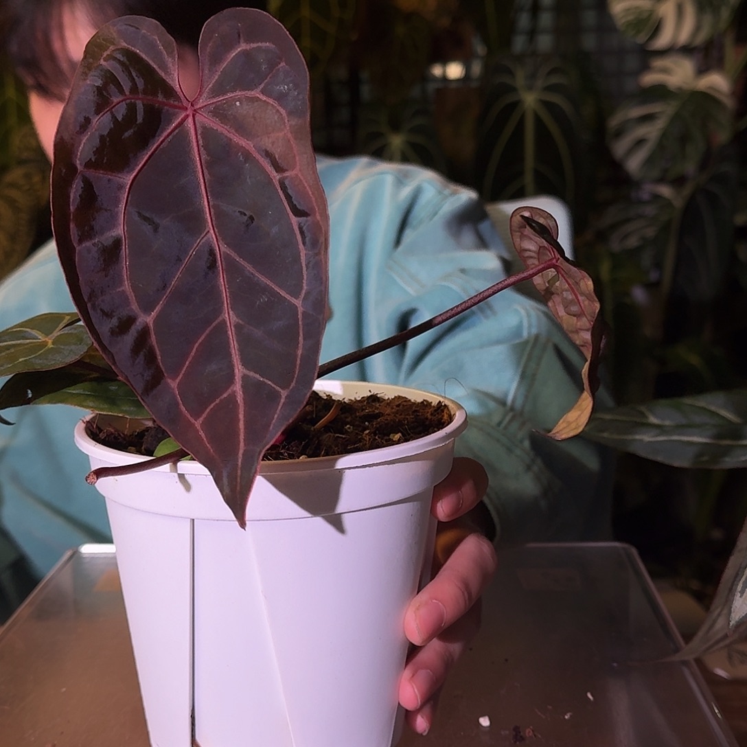 不开花植物A86神奇男孩杂织梦者