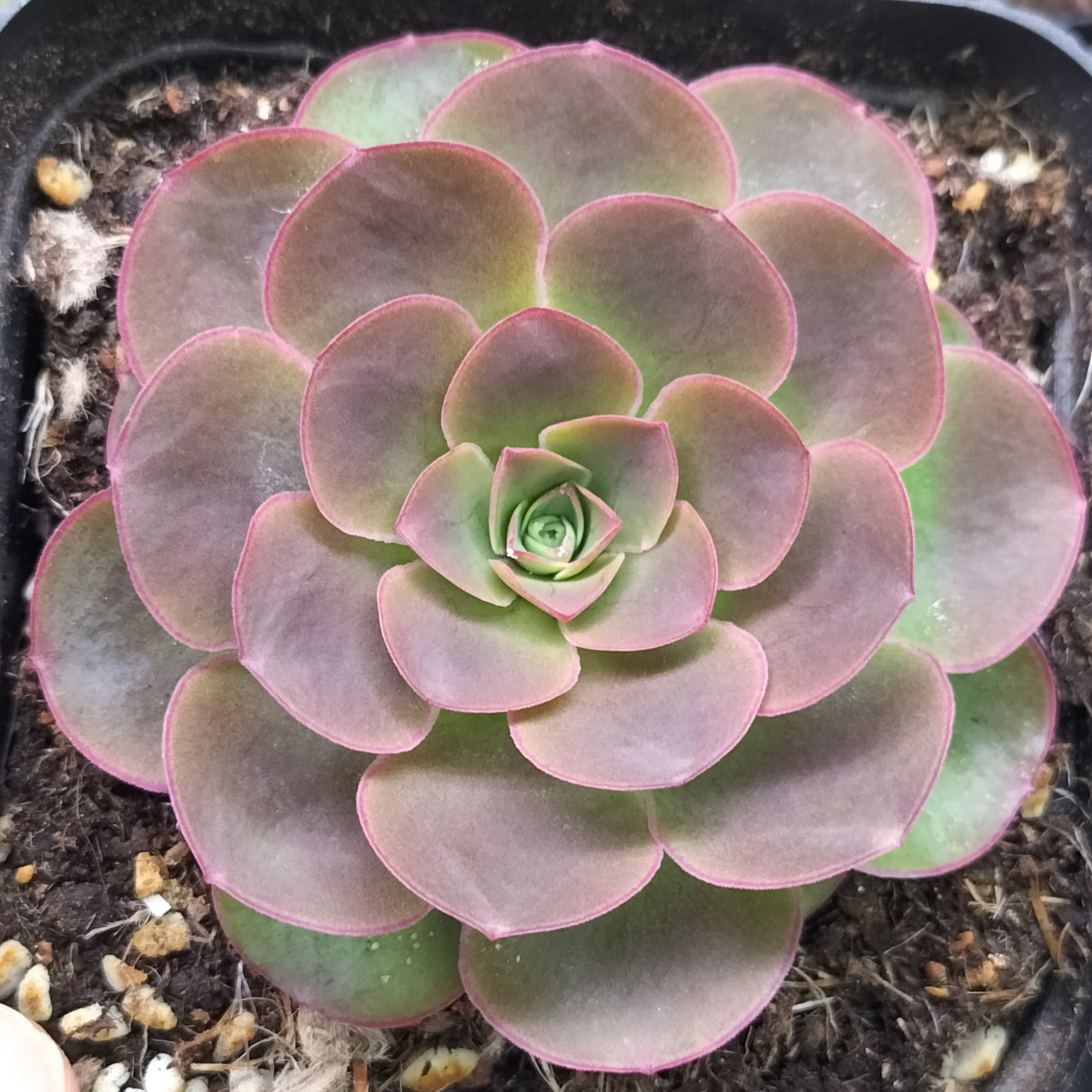 楹楹/353/冠幅6CM