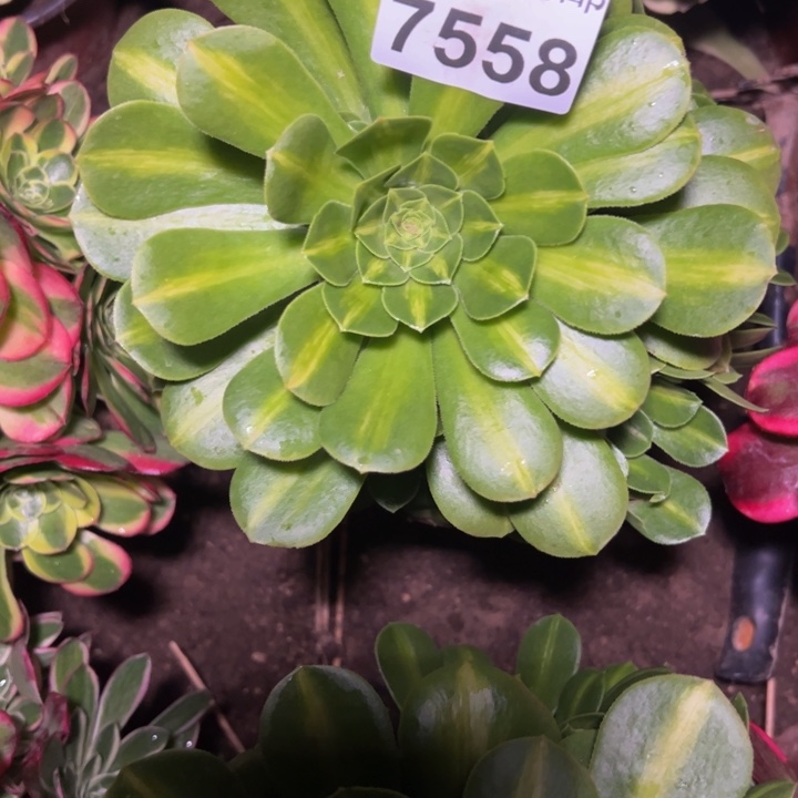 7558琉璃多肉植物