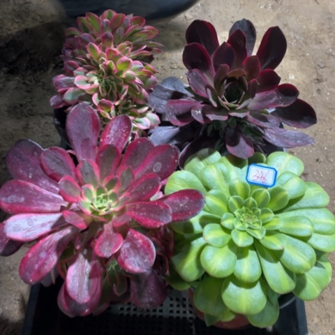 346多肉植物组合