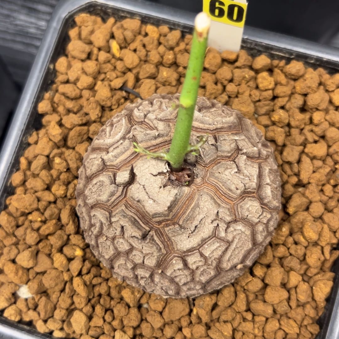 精品盆栽养定的龟甲龙60号