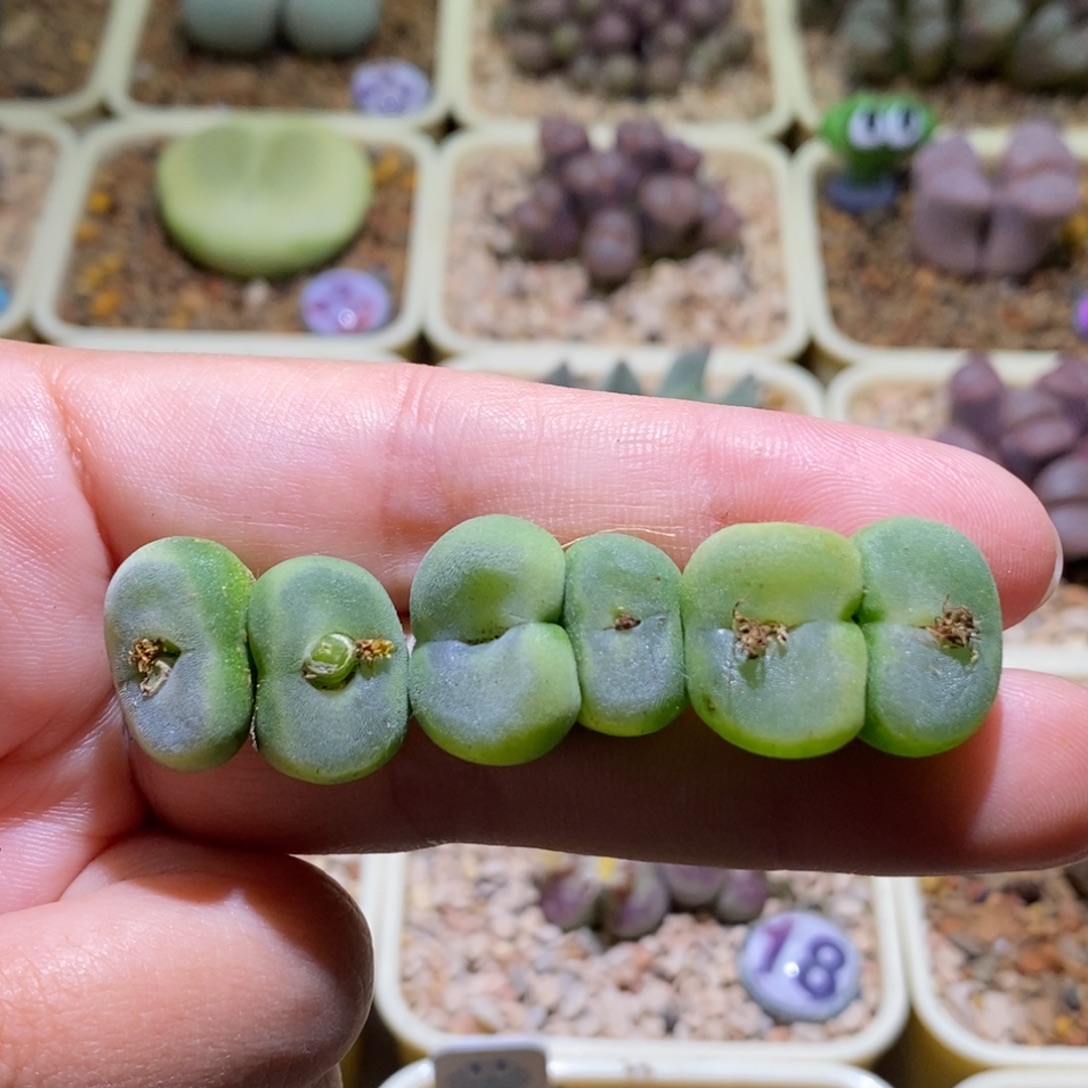 三双优秀的大窗水晶鞋