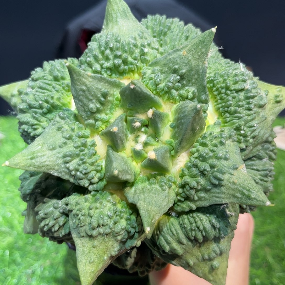 1号14.5cm大尤血怒无敌无根