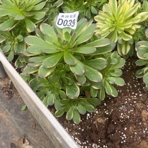 039半夏不包断枝