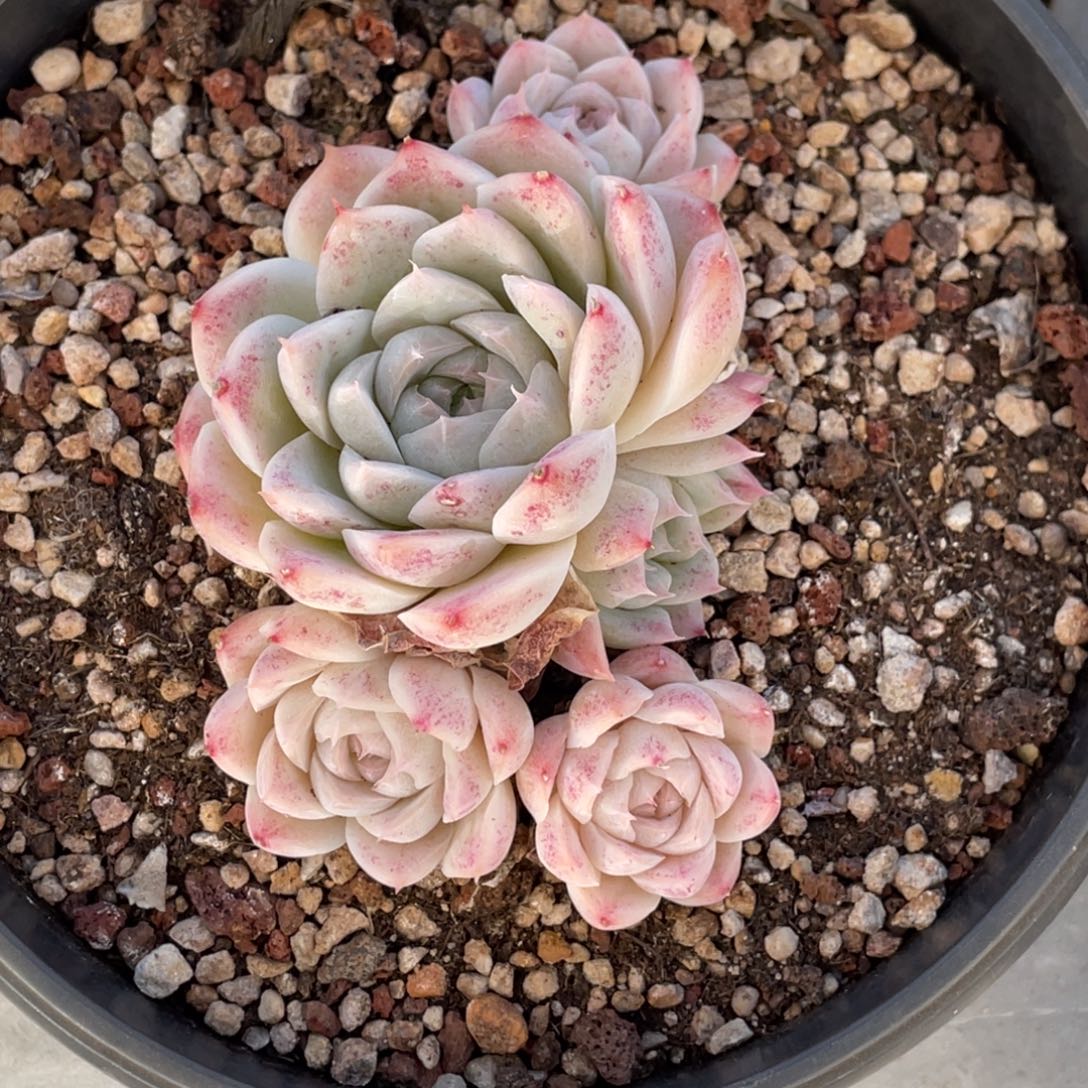 女王群生12公分左右