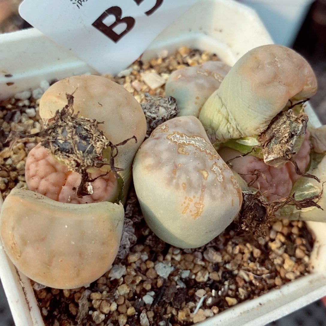 你我的朋友们都是我584