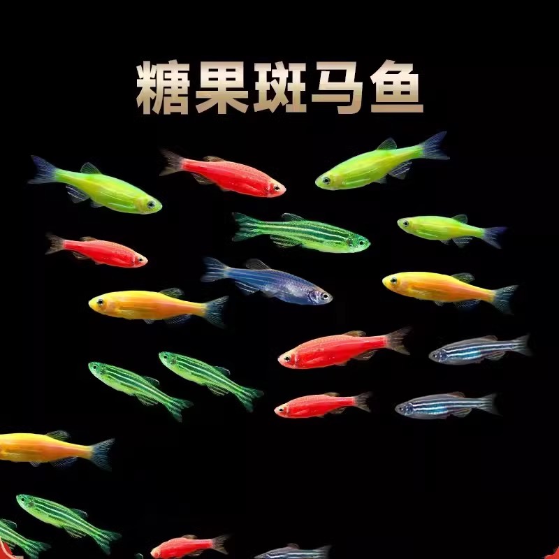 灯科鱼斑马鱼活体冷淡水新练手好养红绿宝莲灯小型热带观赏金鱼苗
