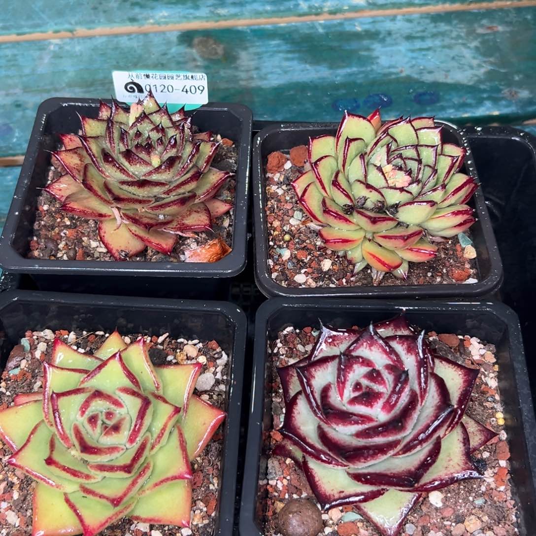 多肉一物一拍0120-409