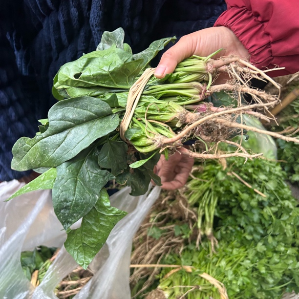 ［荠菜 顺丰］湘西樱子进村新鲜荠菜 农家露天现挖地菜荠菜