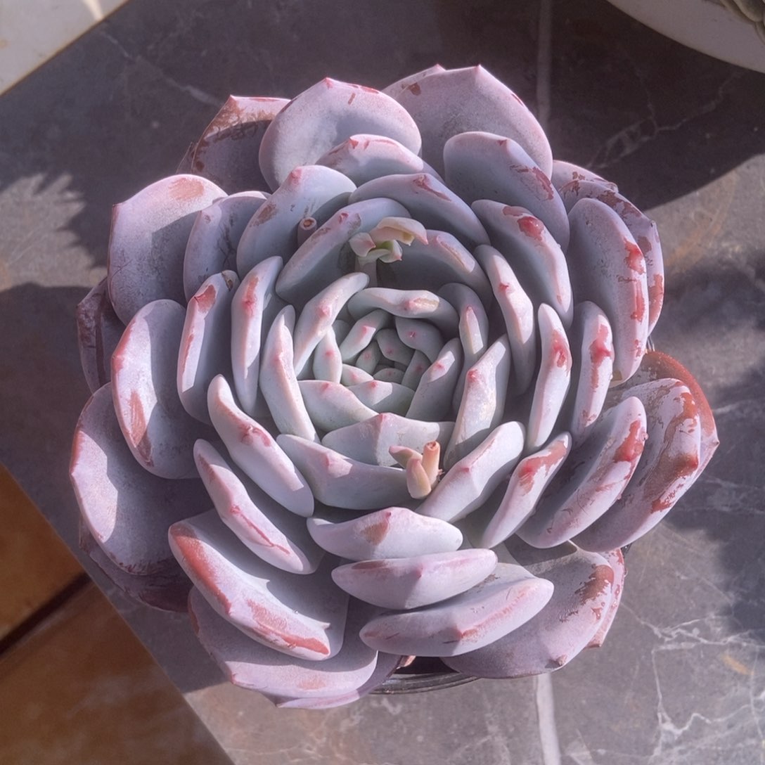 雪卡单头多肉多肉