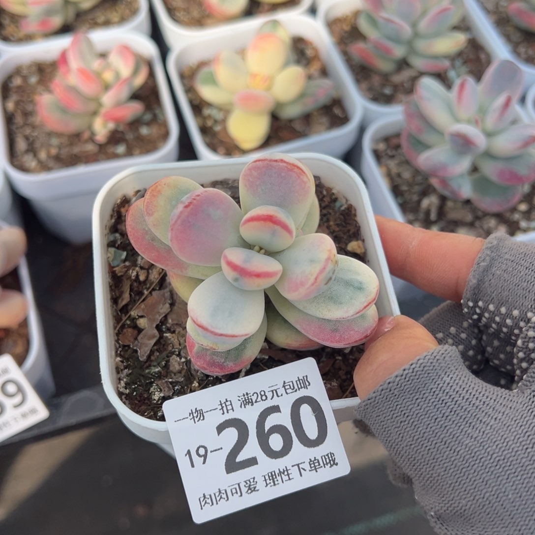 乒乓福娘锦多肉多肉多肉多肉多肉