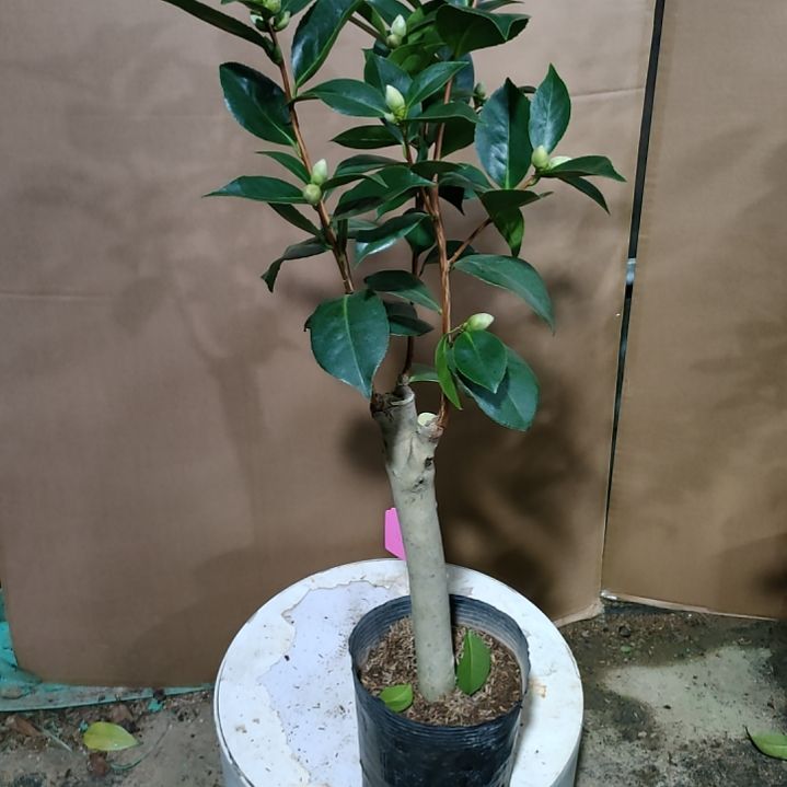 349红PP，原盆原土发货了，不包邮