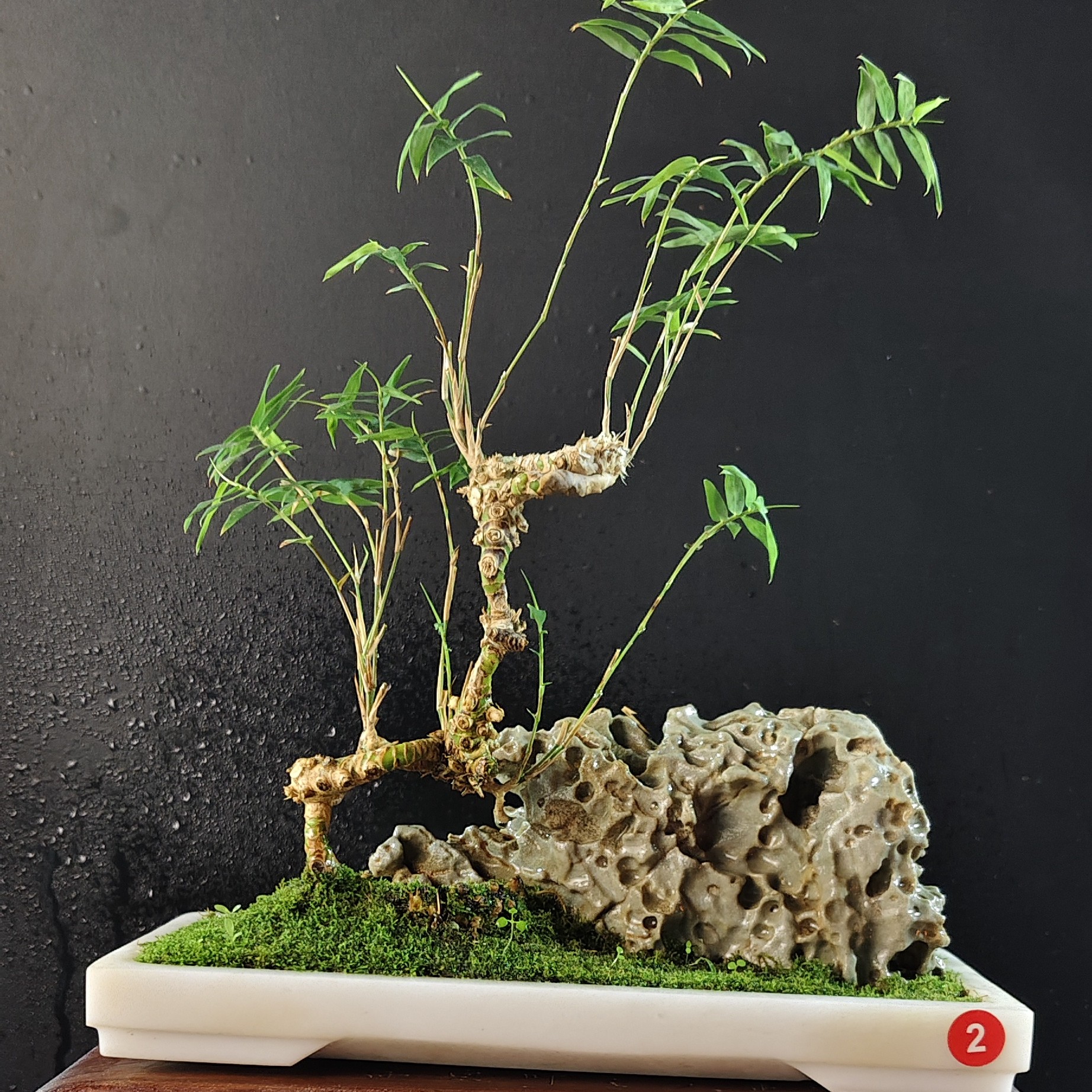 盆景，实心玉竹，九龙壁蜂窝石，汉白玉盆，盆长25，高度30