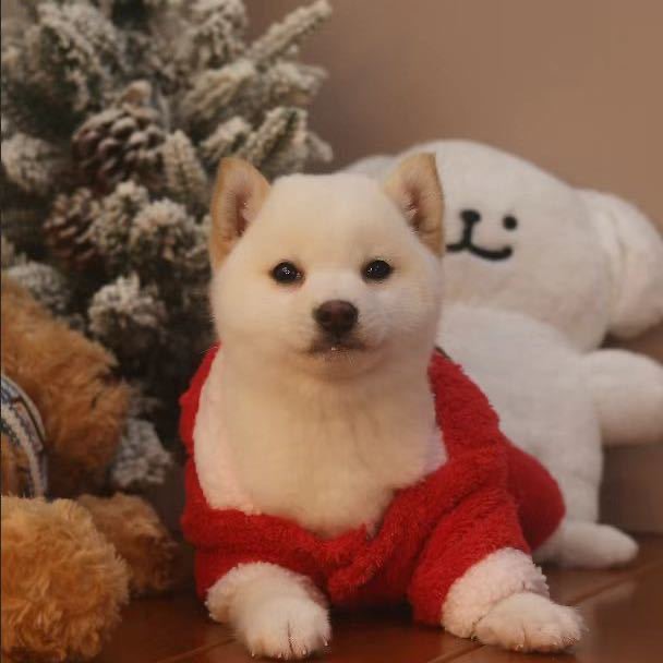 活体小柴犬售卖链接纯种柴犬