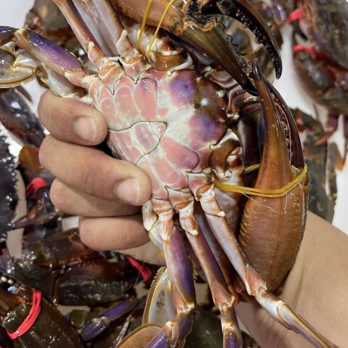 【东三省包邮】赤甲红 3斤（保鲜不保活）