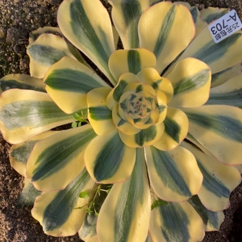 703王妃满25包邮多肉