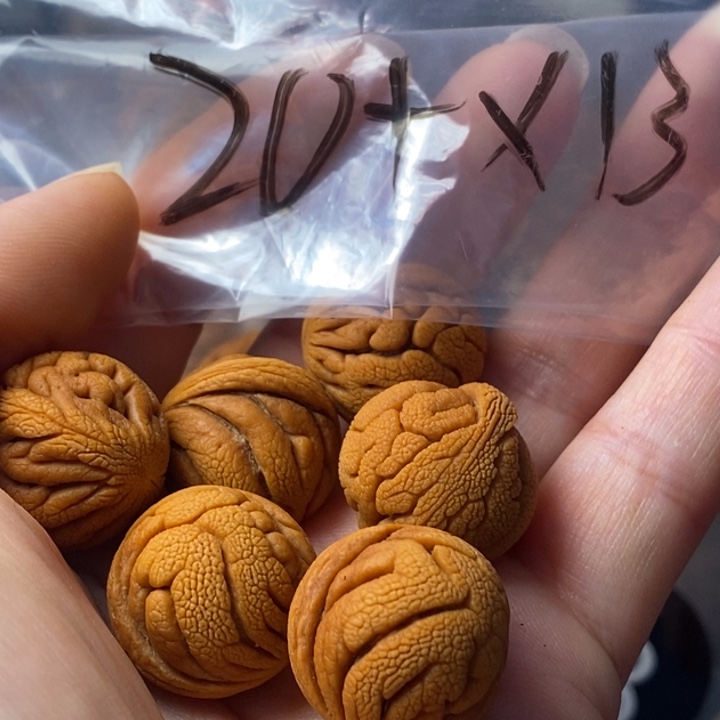 文玩核桃手串秦岭野生龙纹桃核20