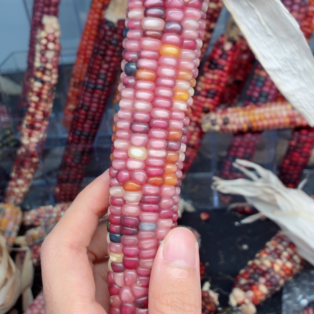 S***杨白玉菩提吊坠文玩精品文玩精品