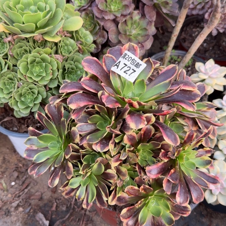 满20包邮，727欧佳丽