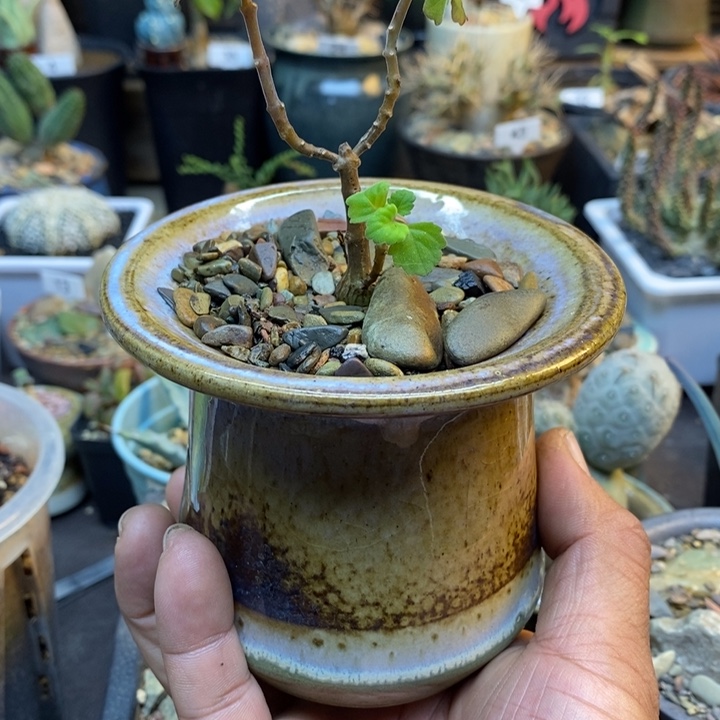 山***️爱氏延命草带盆一物一拍