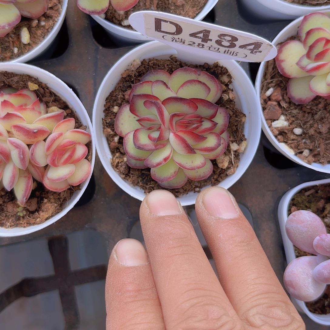 D484肉酱玫瑰缀一物一拍