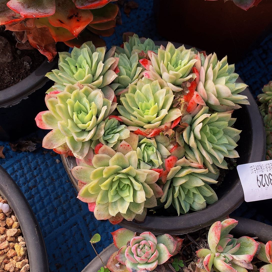 橙***子      冰山玫瑰锦多肉13029