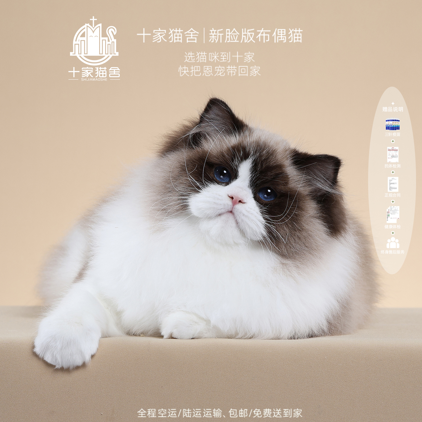 【十家猫舍】库洛米-妹妹 I新脸版布偶猫I猫咪活体