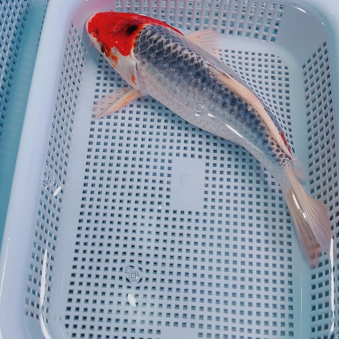 锦鲤锦鲤冷水鱼观赏146