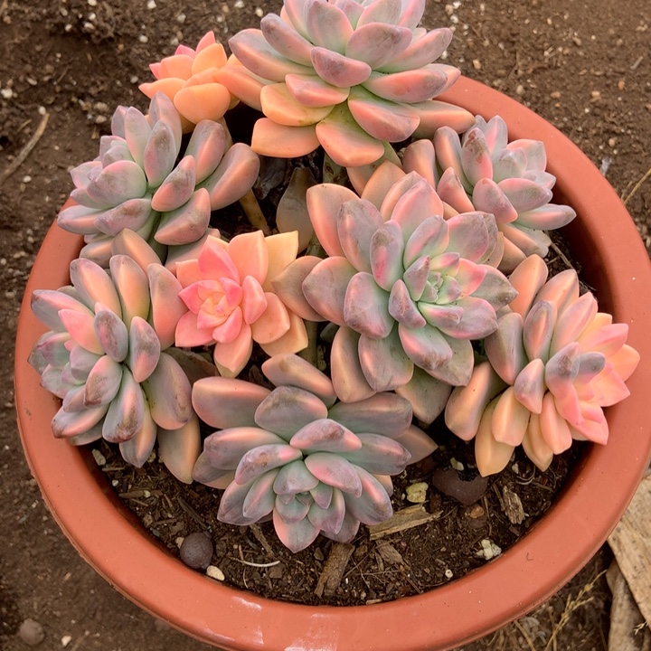 淡雪锦有砍790晓晓一物一拍冷链