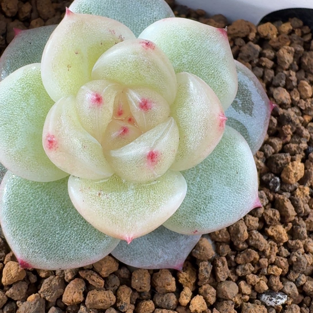 1220-12-花满衣单头一颗多肉