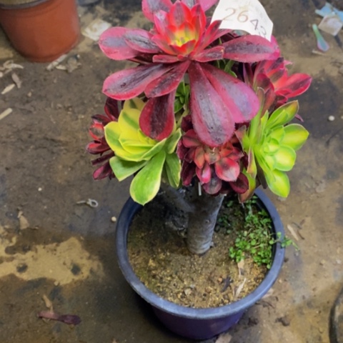 嫁接的财树多肉植物2643