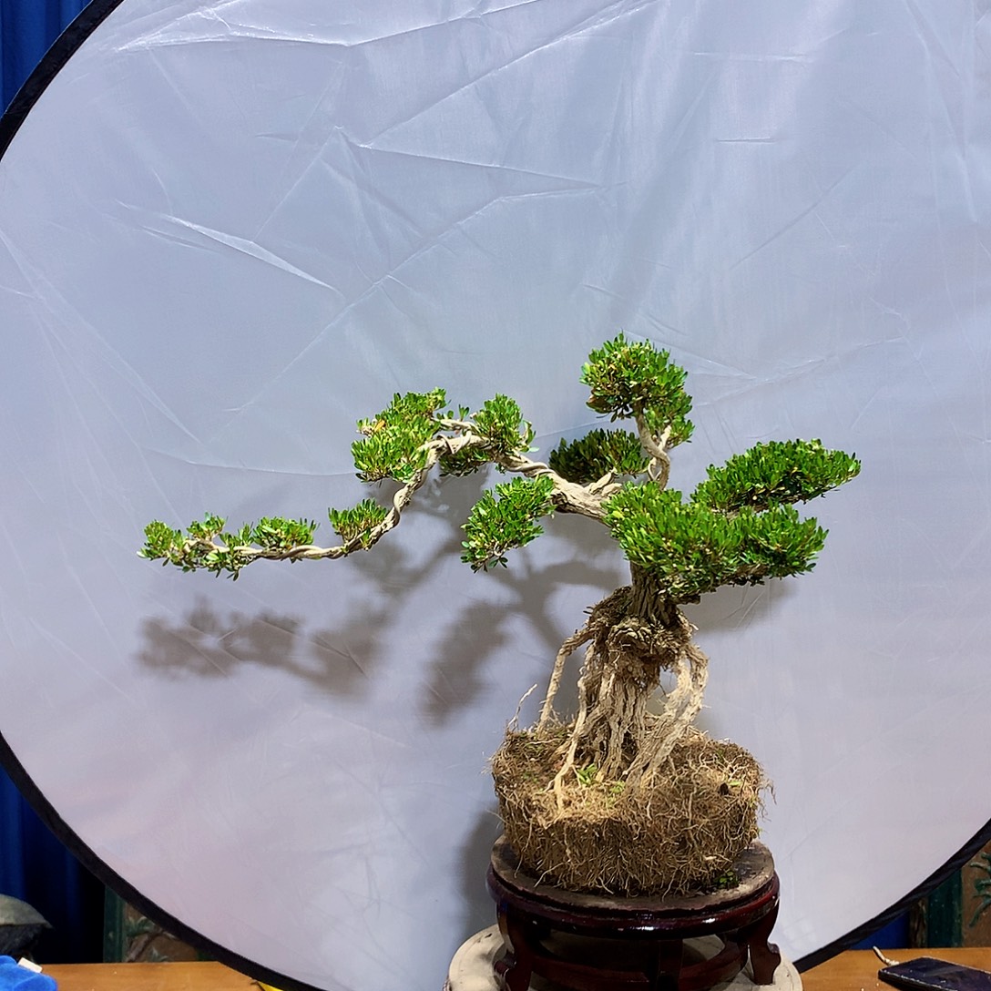 无花朵黄杨盆景一物一拍