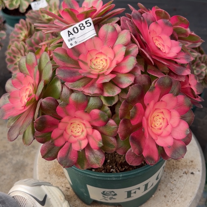 085荔枝22厘米左右朵朵