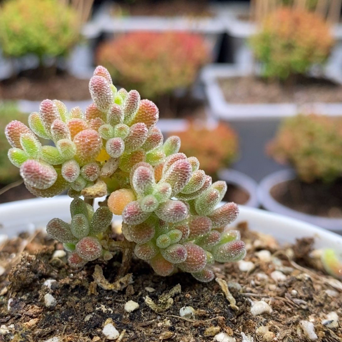 冰晶闪闪特枝干番杏D543