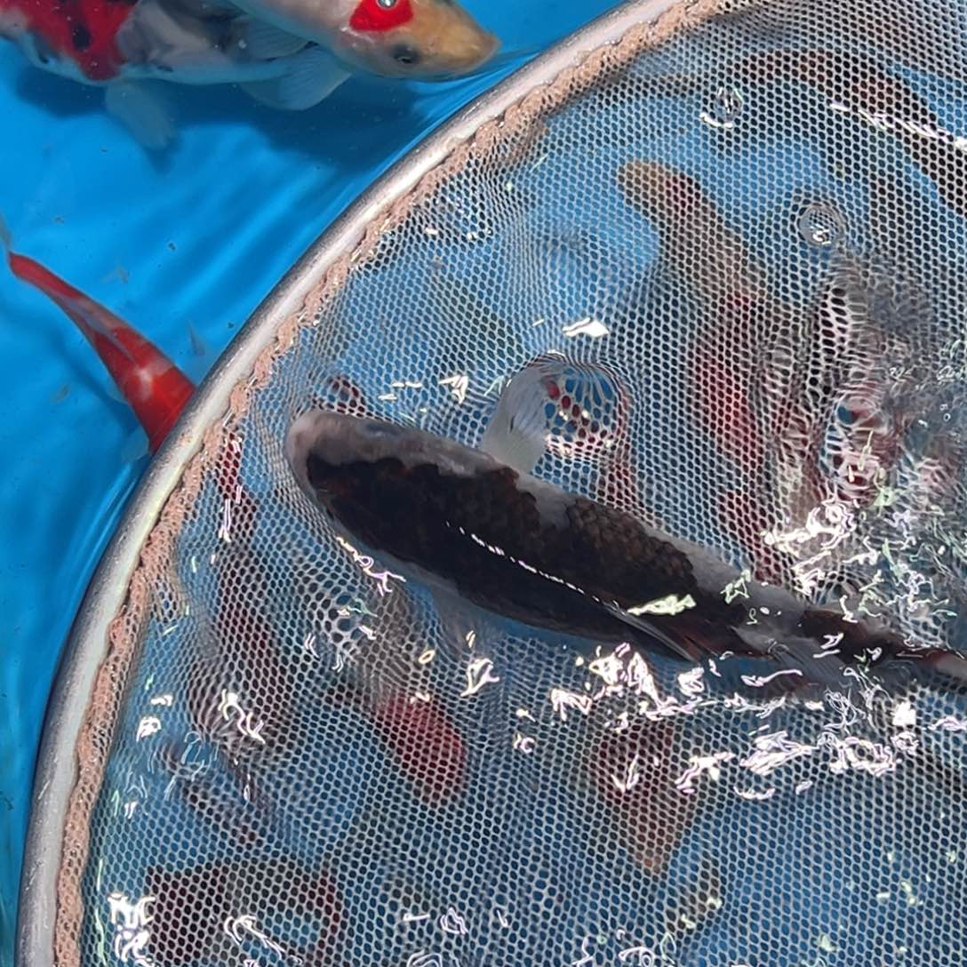 锦鲤锦鲤观赏鱼1111