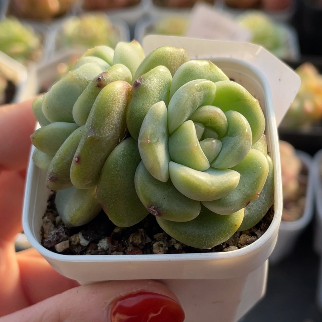 519号糖心冰心珍妮 云景珍妮