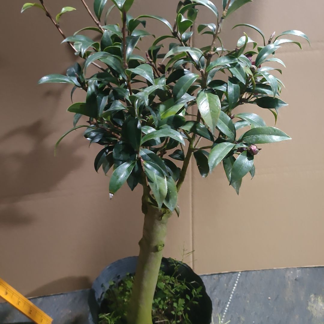 418黑骑士，原盆原土发货。