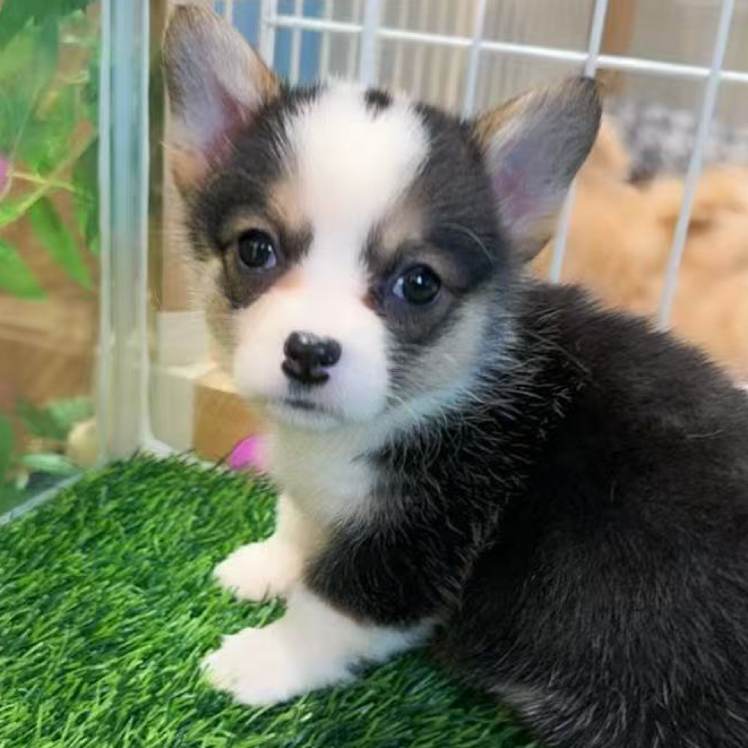 『帆帆福利』福利柯基专属链接