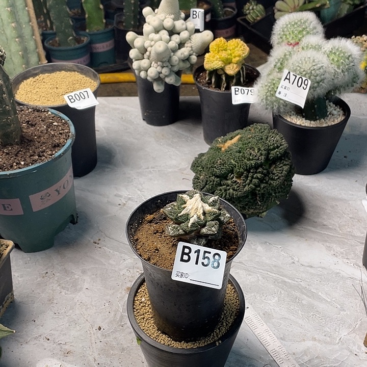 完全开放158龟甲至鹤