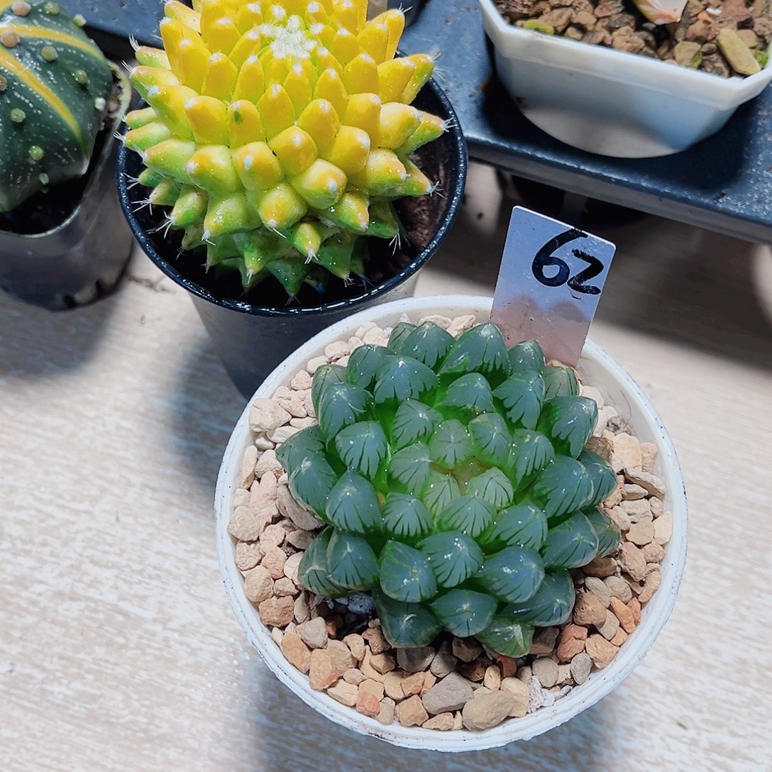 两颗肉肉菠萝球黑姬雨露