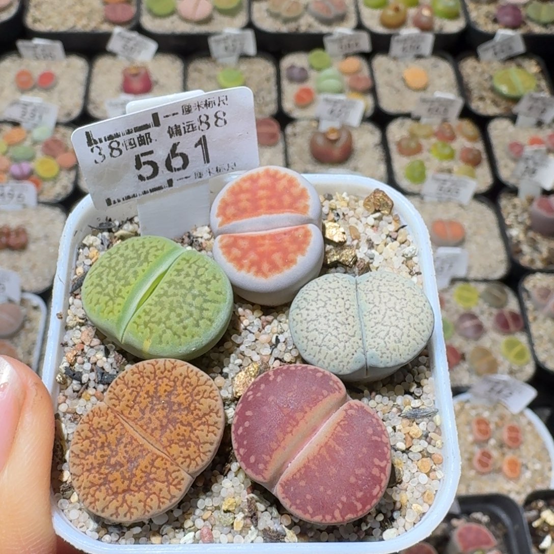 Sss清货了便宜走561