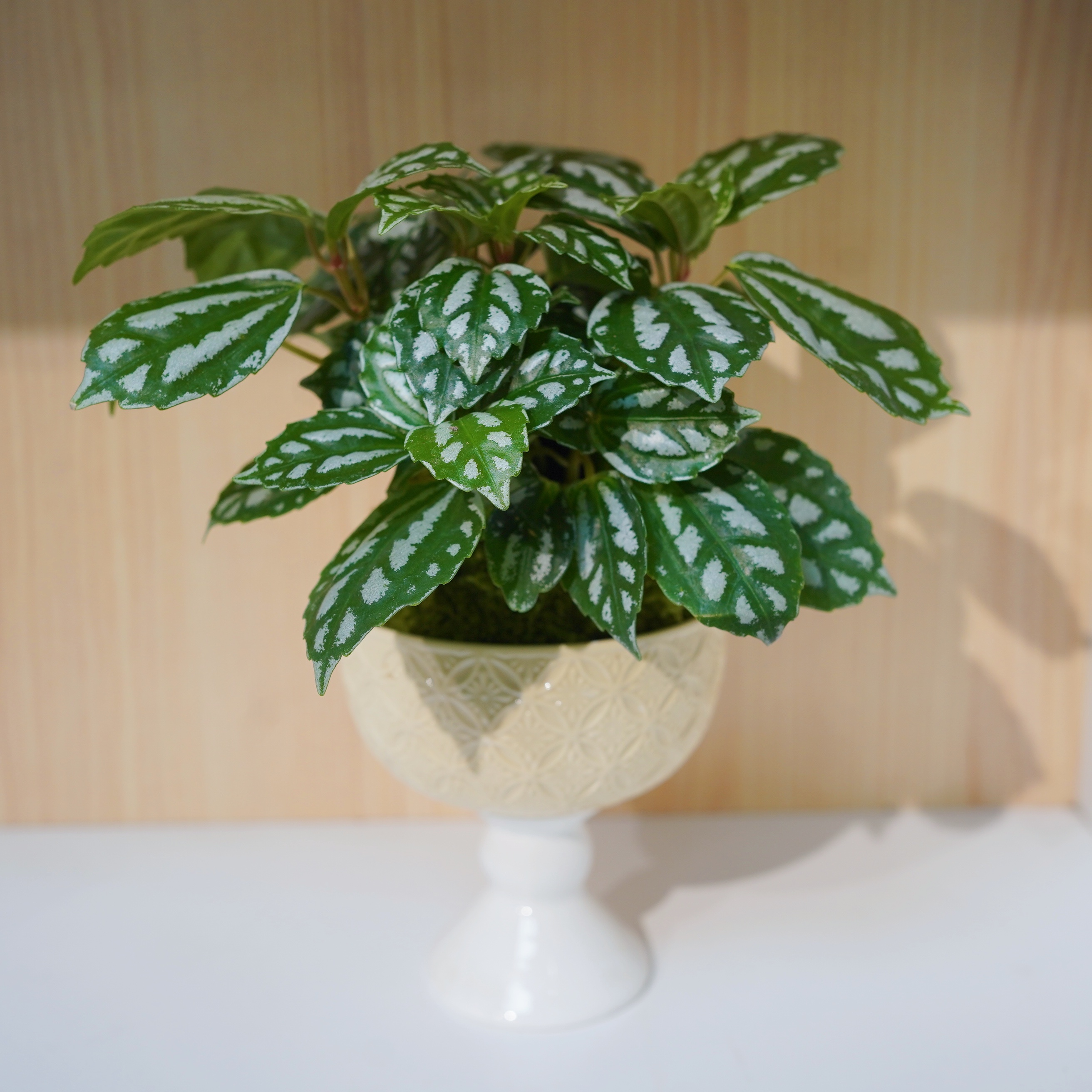 ins风小清新冷水花花办公室盆栽室内盆栽绿植喜阴绿植带盆栽种好