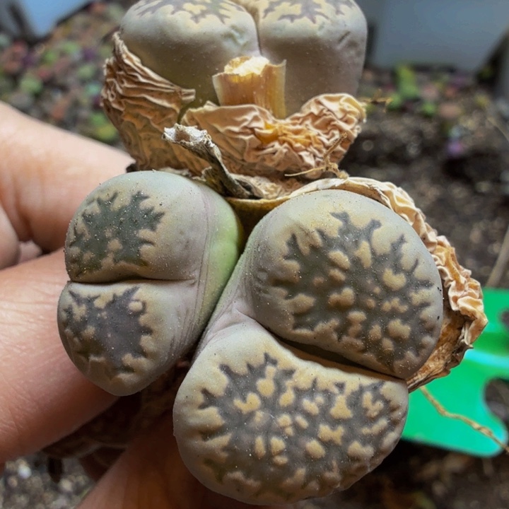 真**敌多肉葡萄的季节84