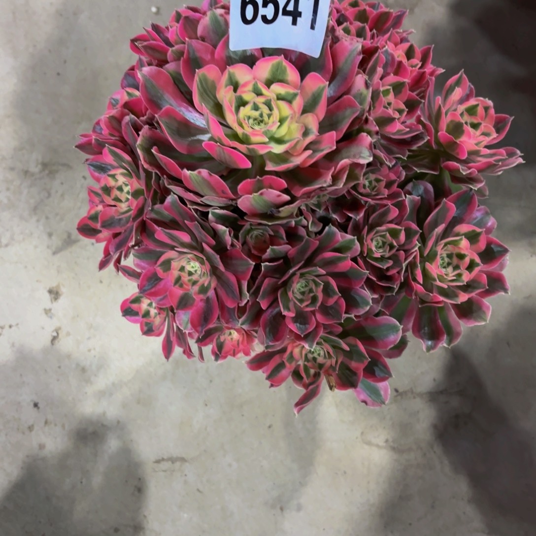 无花朵6541粉女巫1111111