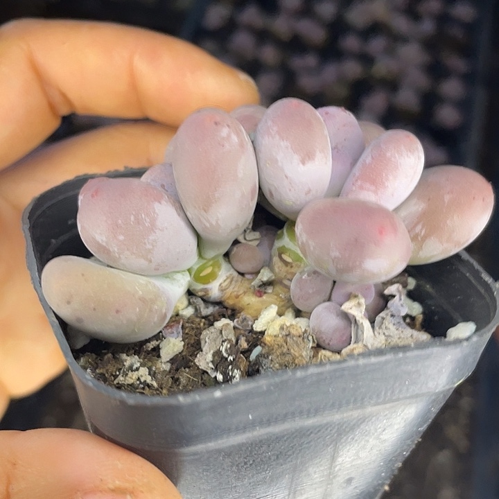 彩虹奶双头随机发满18包邮